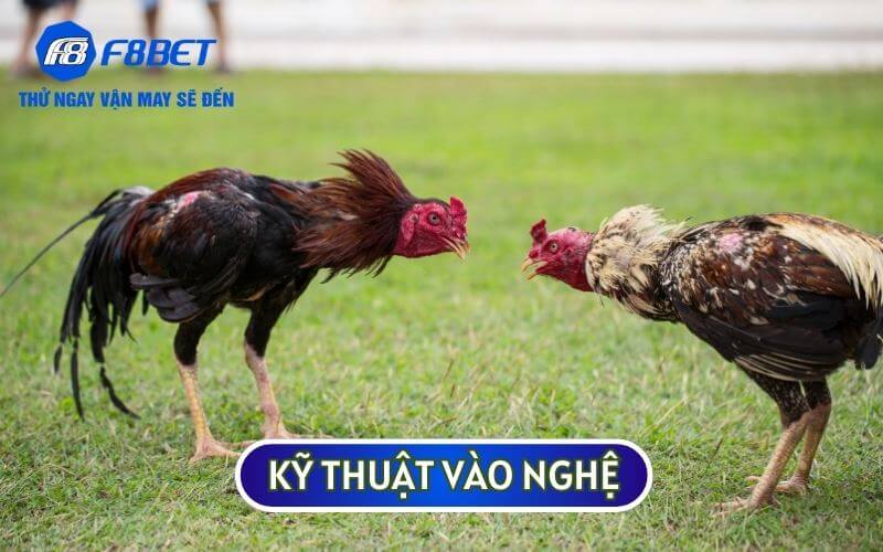 Kỹ thuật vào nghệ là cách ĐÁNH THỨC BẢN NĂNG CHIẾN ĐẤU CỦA GÀ ĐÁ dễ nhất