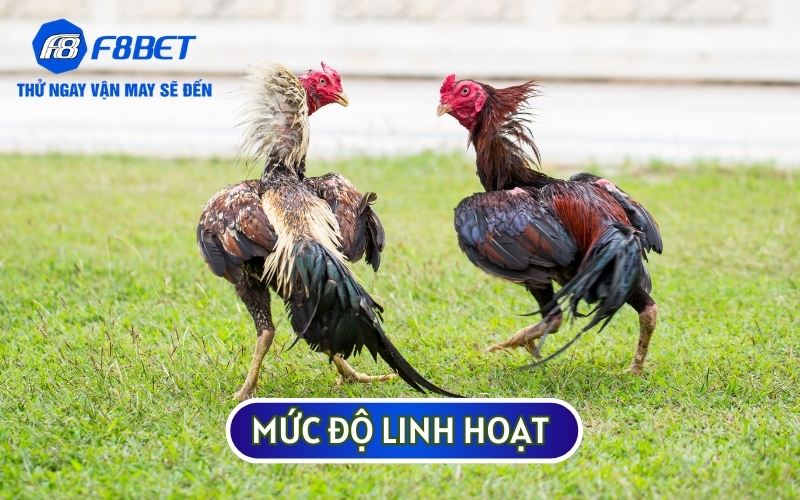 Mức độ linh hoạt của thần kê sở hữu VẢY GÀ SONG CÚC thường rất chậm chạm